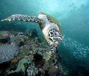 메리케이, 솔로몬 제도에서 네이처 컨서번시와 협력 하에 바다거북 종 보호 지원 및 지속성 높은 생태관광 관행 보급에 노력 기울이기로