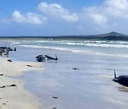 뉴질랜드 해변서 들쇠고래 100여 마리 떼죽음
