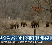 화천·양구, ASF 야생 멧돼지 폐사체 4구 발견