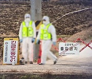 오리 농장서 고병원성 AI..위기 경보 '심각' 격상