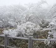 한라산에 피어난 눈꽃