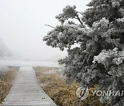 한라산에 피어난 눈꽃