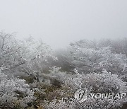 한라산에 피어난 눈꽃