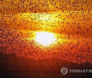 해남 뜬섬 가창오리 '군무'..30만마리 월동