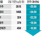 농산물 가격 한 달 만에 반등..상추 64%·깻잎 51%↑