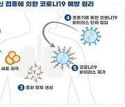 식약처, 셀리드·진원생명과학 코로나19 백신 임상 승인