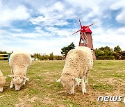 푸른 초지 위 '양떼'구름과 함께 걸어볼까..경기도 목장을 가다