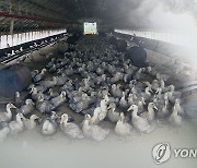 [2보] 영암 육용오리 농장 고병원성 AI확진..전남 3년만에 발생