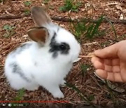 [더오래]공원 토끼와 놀던 은퇴자, 어떻게 유튜버로 떴나?