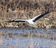 주남저수지 찾은 가락지 없는 황새