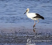 주남저수지 찾은 가락지 없는 황새