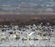 경남 창원 주남저수지 야생조류서 고병원성 AI 확진