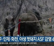 양구·인제·화천, 야생 멧돼지 ASF 감염 4건