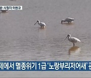 김제에서 멸종위기 1급 '노랑부리저어새' 관측