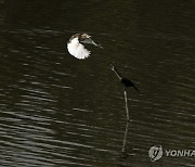 INDIA BIRDS