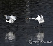 INDIA BIRDS