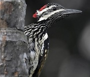 INDIA BIRDS