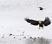 강 바닥에 앉으려고 하는 흰꼬리수리