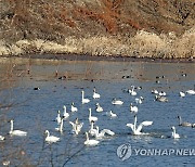 대구 안심습지 고니