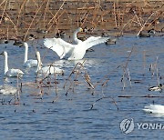 날고 싶은 고니