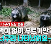 [영상] "길고양이처럼 길너구리될수도"..도심 출몰 너구리 많아진 이유?