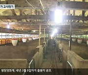 [연말기획]② 끝이 안 보이는 ASF..양돈농가 생존 기로