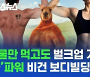 [스브스뉴스] 채식주의자는 근육 못 키운다? 캥거루 형님도 '초식동물'