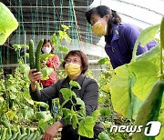 노동신문, 만경대구역 남새 온실 조명.."한겨울에도 온도 보장"