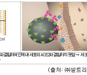 식약처 "셀트리온 코로나 치료제 허가심사 착수..40일 내 완료 목표"