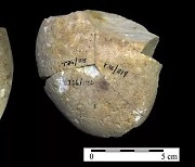 [와우! 과학] 가장 오래된 인류의 연삭 도구..35만 년 전 석기 발견