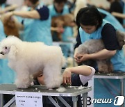 새해부터 반려동물 미용사·나무의사도 신중년 고용장려금 받는다