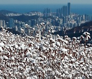 설경 뒤로 펼쳐진 푸른 바다