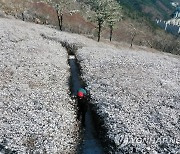 철쭉 군락지에 쌓인 눈