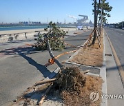 강풍에 쓰러진 포항 가로수