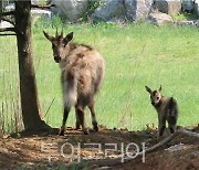 국립생태원, '산양 3연속 번식 성공' 2020년 최고 뉴스 선정 