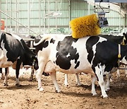 여주시, 전국최초 젖소 유전체분석 시범사업 추진