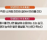 [오늘의 키워드] 2021년은 '흰소 해'..걸음 느리지만 만리 가는 소