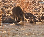 강원 영월군 야생멧돼지에서 아프리카돼지열병 첫 확인