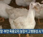 고창·부안 육용오리 농장서 고병원성 AI '확진'