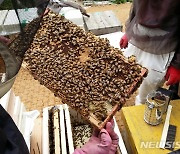 전북도, 꿀벌질병 방역관리 강화 추진