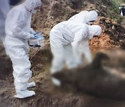 강원 영월서 아프리카돼지열병 바이러스 검출