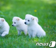 "강아지 책임비만 5만원 달라더니..막상 가면 60만원 요구"..호갱주의보