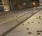 새해 아침 로마 길바닥에 새떼 수백 마리 죽은 채로 발견