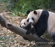 어미판다와 노는 에버랜드 아기판다 '푸바오'