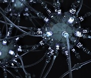 [지금은 과학] 인공 신경망에서 숫자 감각 저절로 발생..뇌 닮은 인공지능 가능?