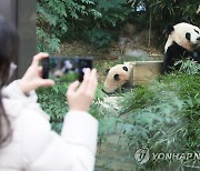 일반에 공개된 아기 판다 푸바오