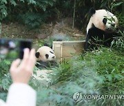 일반에 공개된 아기 판다 푸바오