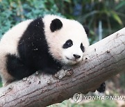 푸바오 '나무타기가 좋아요'