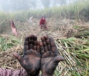 INDIA PHOTO SET SUGARCANE AGRICULTURE