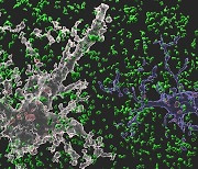 별아교세포가 시냅스 먹어 성인 뇌가 기억력 유지
